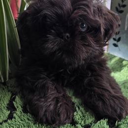 Male - Chocolate male Shih Tzu puppy in Victorville, California from 🩷CHAFFINO ADORABLE SHIH TZUS