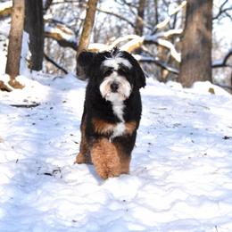 Ollie - Bernedoodle