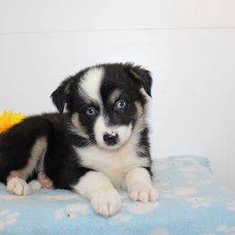 Jackson - Black tri-color male Australian Shepherd puppy in Pennsylvania from New Adventures Puppies