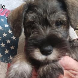 Red Collar Male - Salt and pepper male Miniature Schnauzer puppy in Asheville, North Carolina from Farbe Miniature Schnauzers