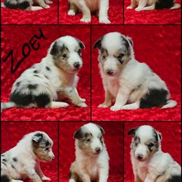 Shetland Sheepdog Puppies from Henotic Homestead's Shetland Sheepdogs