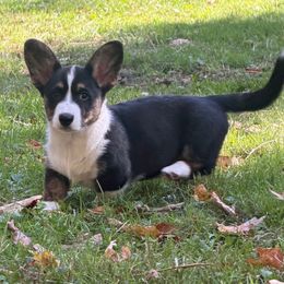 Male 3 - Black and white male Cardigan Welsh Corgi puppy in Buskirk, New York from Hana-K’s Cardigan Welsh Corgis