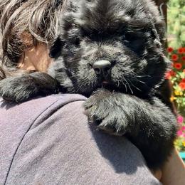 Newfoundland Puppies from Black Lions Newfoundlands