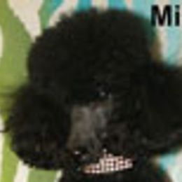 Miracle - Poodle