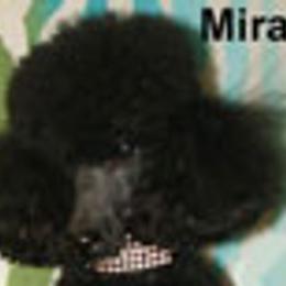 Miracle - Poodle