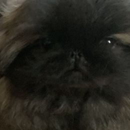 Peanut - Pekingese