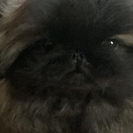 Peanut - Pekingese