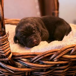Ginger - Chocolate female Labrador Retriever puppy in Sweet Home, Oregon from Knotty Creek Labradors