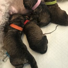 Goldendoodle, Schnoodle, and Sheepadoodle Puppies from Dood Ranch