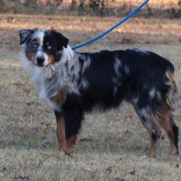 Axel - Australian Shepherd