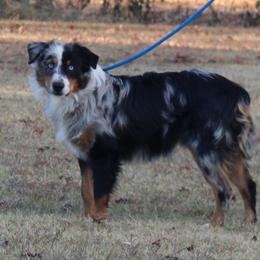 Axel - Australian Shepherd