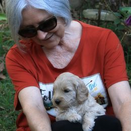 Goldendoodle Puppies from Bee At Ease Farm & Kennel