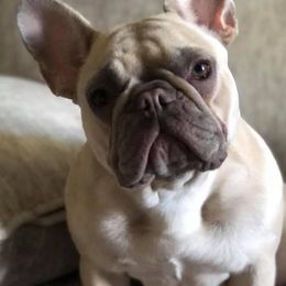 Bulldogs and French Bulldogs from The Georgia Bully Bunch