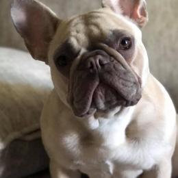 Bulldogs and French Bulldogs from The Georgia Bully Bunch