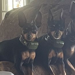 Herk - Miniature Pinscher