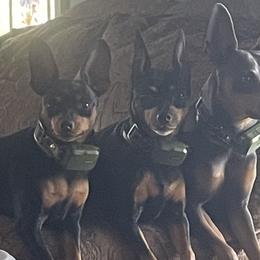 Herk - Miniature Pinscher