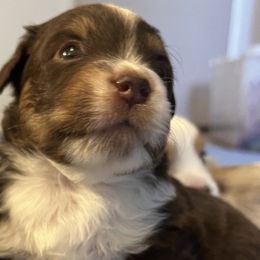 Bourbon - Red tri-color Miniature American Shepherd puppy in Phoenix, Arizona from Outlaw Minis