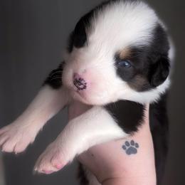 Gretchen - Black tri-color female Australian Shepherd puppy in Georgetown, Texas from River Reign Australian Shepherds