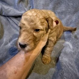 W25 Female Lime Collar - Red  female Goldendoodle puppy in Cape Coral, Florida from GoldenDoodles Cape Coral