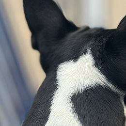 Boston Terriers from Trifecta Kennel