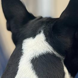 Boston Terriers from Trifecta Kennel