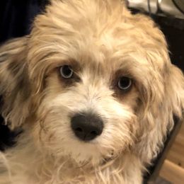 Bailey - Aussiedoodle