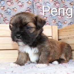Peng - Grizzle male Lhasa Apso puppy in Jefferson, New York from Absolute Lhasa Love