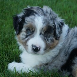 Australian Shepherd Puppies from Pole Canyon Australian Shepherds