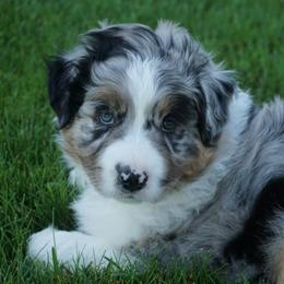 Australian Shepherd Puppies from Pole Canyon Australian Shepherds