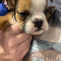 Bulldog Puppies from Wet Dog Ranch