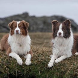 Border Collies and Nova Scotia Duck Tolling Retrievers from Avatar