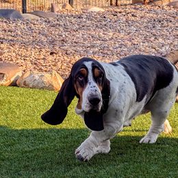 Melia - Basset Hound