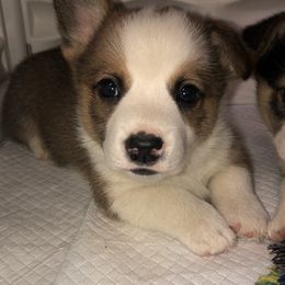 Pembroke Welsh Corgi Puppies from Naomi’s Corgis