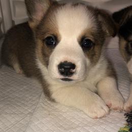 Pembroke Welsh Corgi Puppies from Naomi’s Corgis