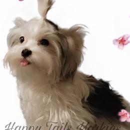 Yorkshire Terriers from Happy Tails Yorkies