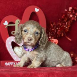 Sapphire - Fawn (isabella) and cream female Dachshund puppy in Lincoln, Arkansas from Red Dirt Dachshunds