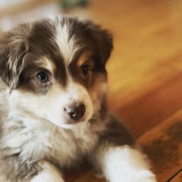 Miniature Australian Shepherds and Toy Australian Shepherds from T’s Mini and Toy Aussies