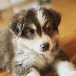 Miniature Australian Shepherds and Toy Australian Shepherds from T’s Mini and Toy Aussies