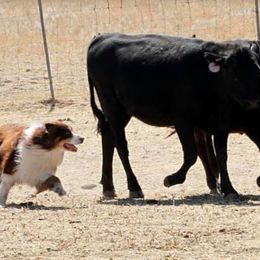 Australian Shepherds from Einhorn Aussies