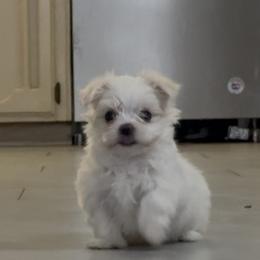 Maltese Puppies from Ainsley’s Boujee Babies