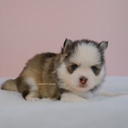 Adeline - Silver and white female Pomsky puppy in Loxahatchee, Florida from Cardinal Point Pomskies