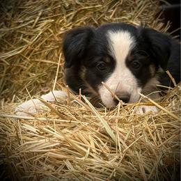 Millie - Tri-color female Border Collie puppy in North Lakeport, California from Akins Aussies/Wild Rose Ranch