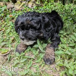 Slate - Black and white male Cockapoo puppy in Sunset, Louisiana from Cano Cockapoos