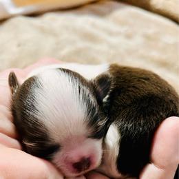 Easter - Chocolate and white female Chihuahua puppy in Windsor, South Carolina from Gemstone Chihuahuas