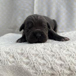 Stormi - Gray female Cane Corso puppy in Utah from 3Lake Kennelz