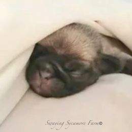 Pug, Pug (Non-standard), and Shih Tzu Puppies from Swaying Sycamore Farm