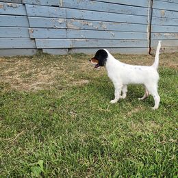 English Setter Puppies from Woodsway Kennel