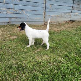 English Setter Puppies from Woodsway Kennel