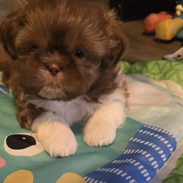 Luca - Chocolate male Shih Tzu puppy in Filer, Idaho from Shih Tzu Kennels
