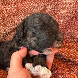 9 to 5 - Tri-color male Bernedoodle puppy in Scottsville, Kentucky from Barren River Bernedoodles and Poodles